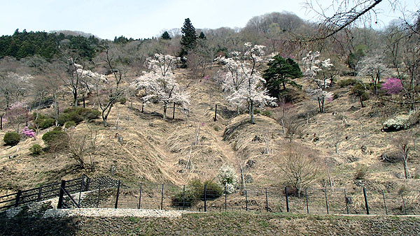 奥多摩湖周辺の山の斜面